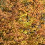 Schwaebische Alb Im Herbst Schwaebische Alb Im Herbst